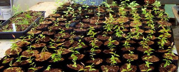 Seedlings